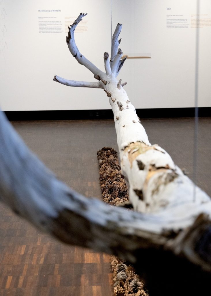 Auf dem Foto ist ein weißer Baumstumpf zu sehen, der an Metallstäben in der Luft hängt. Unter dem Baum liegen Pinienzapfen.